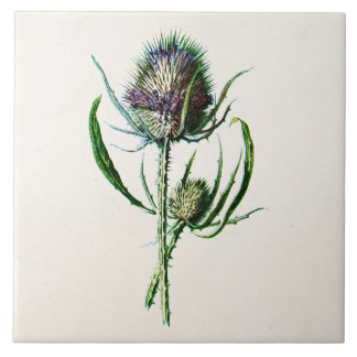  1902 Oude Schotse Thistle Wild Flower Tegeltje