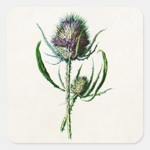 1902 Oude Schotse Thistle Wild Flower Vierkante Sticker