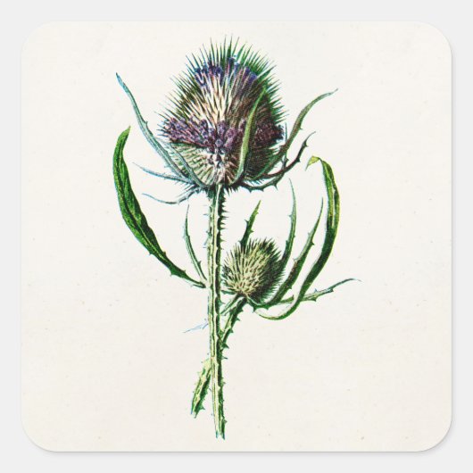 1902 Oude Schotse Thistle Wild Flower Vierkante Sticker (Voorkant)