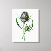 1902 Schots Thistle Antiek Wilde Bloem Canvas Afdruk (Voorkant)