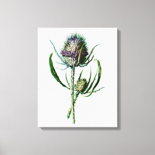 1902 Schots Thistle Antiek Wilde Bloem Canvas Afdruk (Voorkant)