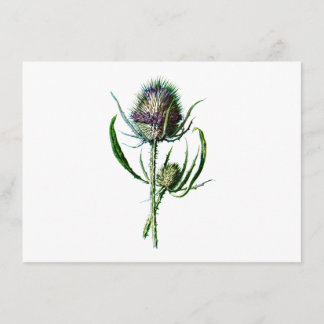 1902 Schots Thistle Antiek Wilde Bloem Kaart