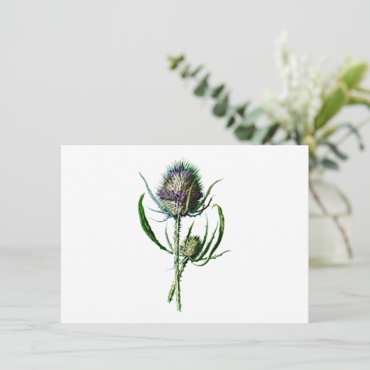  1902 Schots Thistle Antiek Wilde Bloem Kaart (Staand voorkant)