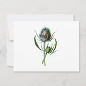 1902 Schots Thistle Antiek Wilde Bloem Kaart (Voorkant)