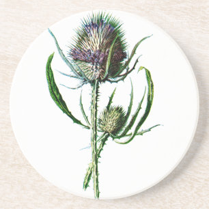 1902 Schots Thistle Antiek Wilde Bloem Zandsteen Onderzetter