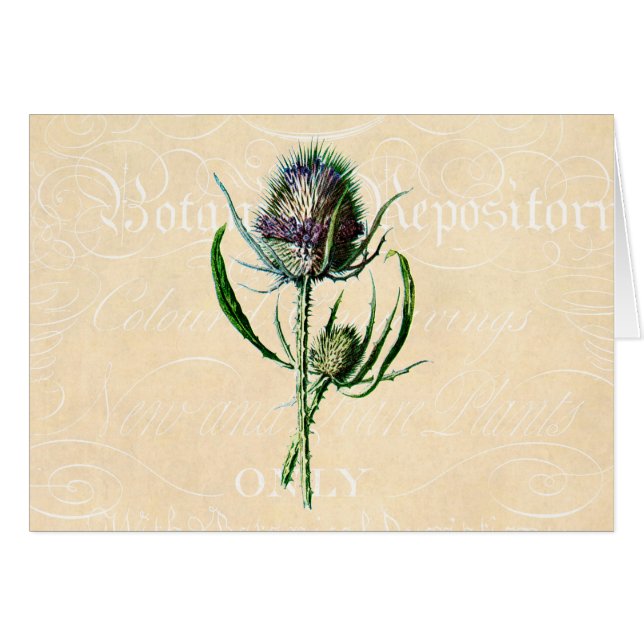  1902 Schots Thistle Antiek Wildflower (Voorkant Horizontaal)