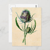  1902 Schots Thistle Antiek Wildflower Briefkaart (Voorkant / Achterkant)