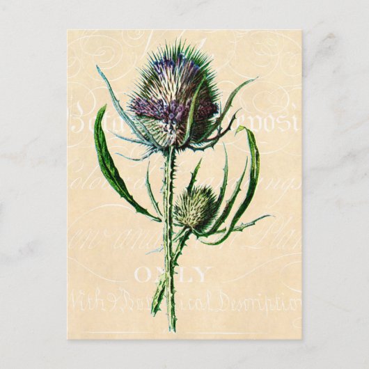  1902 Schots Thistle Antiek Wildflower Briefkaart (Voorkant)