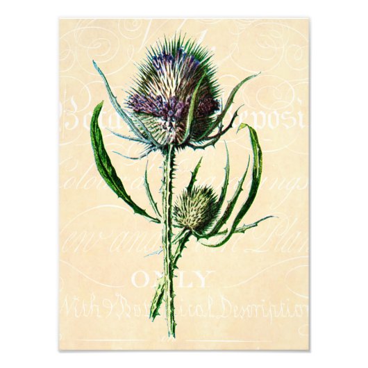 1902 Schots Thistle Antiek Wildflower Foto Afdruk (Voorkant)