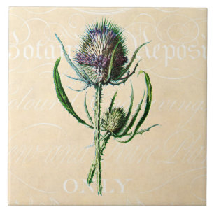 1902 Schots Thistle Antiek Wildflower Tegeltje