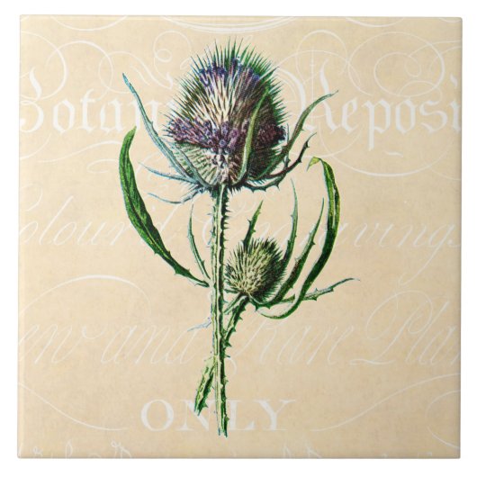  1902 Schots Thistle Antiek Wildflower Tegeltje (Voorkant)