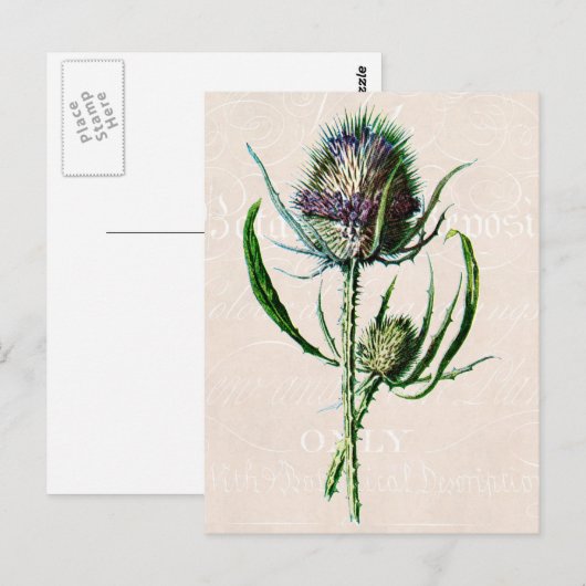  1902 Schotse Thistle Old Wild Flower Briefkaart (Voorkant / Achterkant)