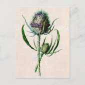  1902 Schotse Thistle Old Wild Flower Briefkaart (Voorkant)