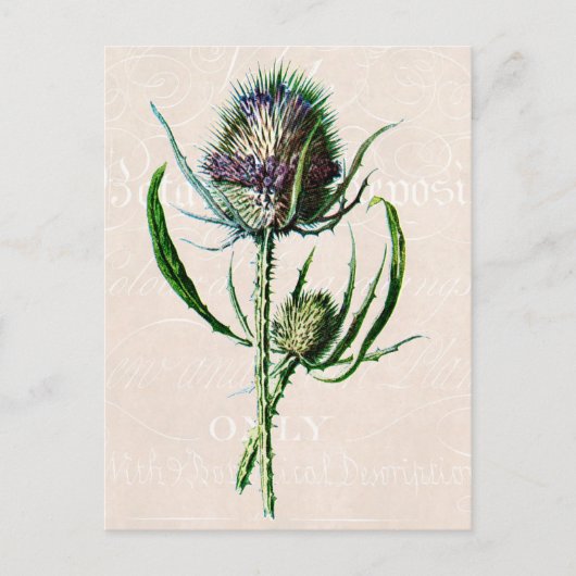  1902 Schotse Thistle Old Wild Flower Briefkaart (Voorkant)