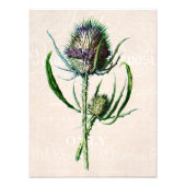  1902 Schotse Thistle Old Wild Flower Foto Afdruk (Voorkant)