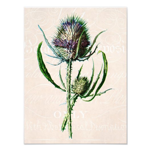  1902 Schotse Thistle Old Wild Flower Foto Afdruk (Voorkant)