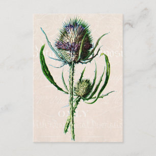  1902 Schotse Thistle Old Wild Flower Kaart