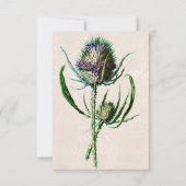 1902 Schotse Thistle Old Wild Flower Kaart (Voorkant)