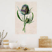  1902 Schotse Thistle Old Wild Flower Poster (Keuken)