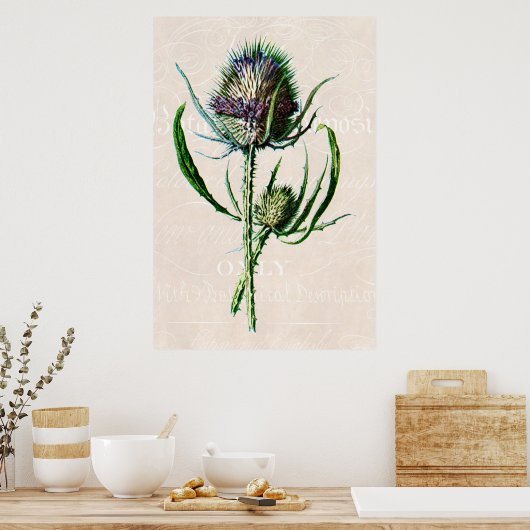  1902 Schotse Thistle Old Wild Flower Poster (Keuken)
