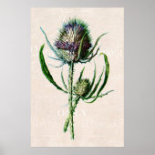  1902 Schotse Thistle Old Wild Flower Poster (Voorkant)