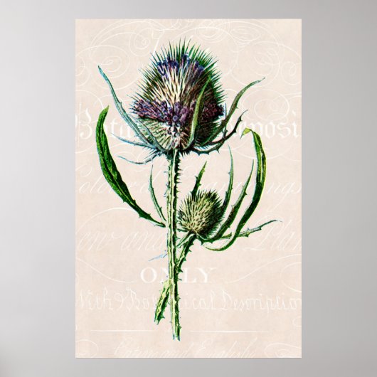  1902 Schotse Thistle Old Wild Flower Poster (Voorkant)