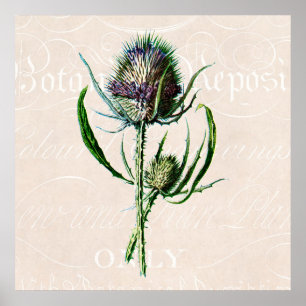  1902 Schotse Thistle Old Wild Flower Poster