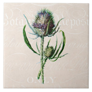 1902 Schotse Thistle Old Wild Flower Tegeltje