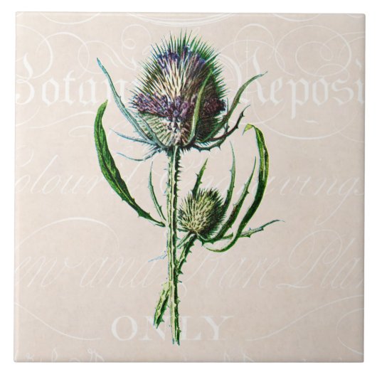  1902 Schotse Thistle Old Wild Flower Tegeltje (Voorkant)