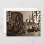 1903  lumberjacks Magic Lantern Slide Briefkaart (Voorkant / Achterkant)