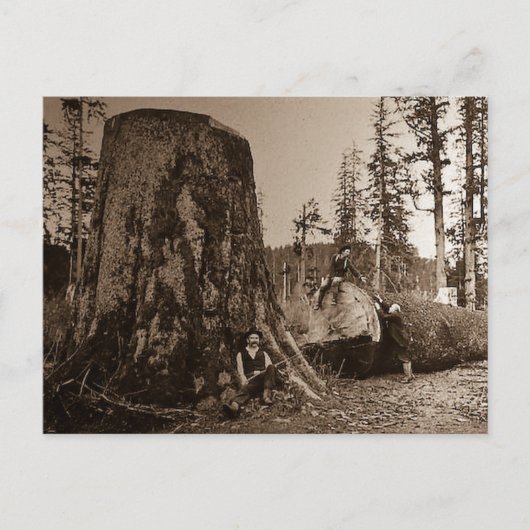 1903  lumberjacks Magic Lantern Slide Briefkaart (Voorkant)