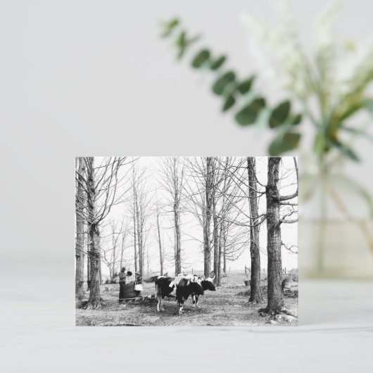 1904 Briefkaart van het suikerkamp van Maple (Staand voorkant)