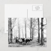 1904 Briefkaart van het suikerkamp van Maple (Voorkant / Achterkant)