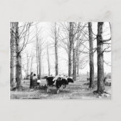 1904 Briefkaart van het suikerkamp van Maple (Voorkant)