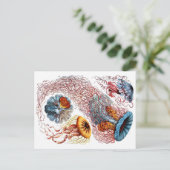 1904 Jellyfish Art Forms of Natuur Print Briefkaart (Staand voorkant)