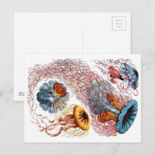 1904 Jellyfish Art Forms of Natuur Print Briefkaart (Voorkant / Achterkant)