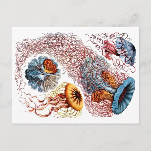 1904 Jellyfish Art Forms of Natuur Print Briefkaart (Voorkant)