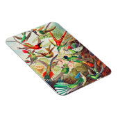 1904 kolibriesdruk magneet (Rechterzijde)