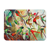 1904 kolibriesdruk magneet (Horizontaal)