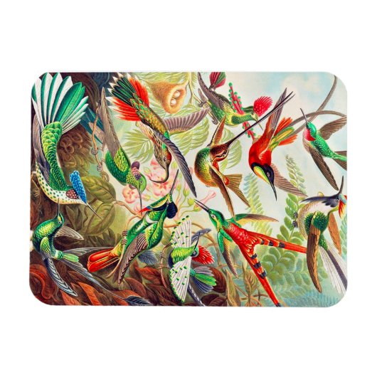 1904 kolibriesdruk magneet (Horizontaal)