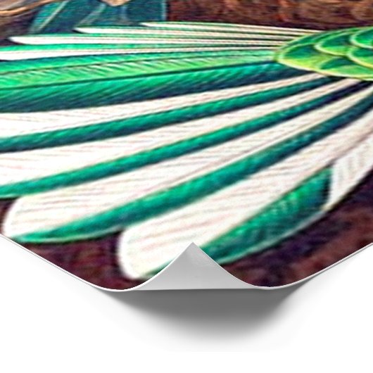 1904 kolibriesdruk poster (Hoek)