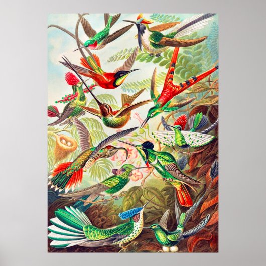 1904 kolibriesdruk poster (Voorkant)