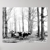 1904 Poster van het suikerkamp van Maple (Voorkant)