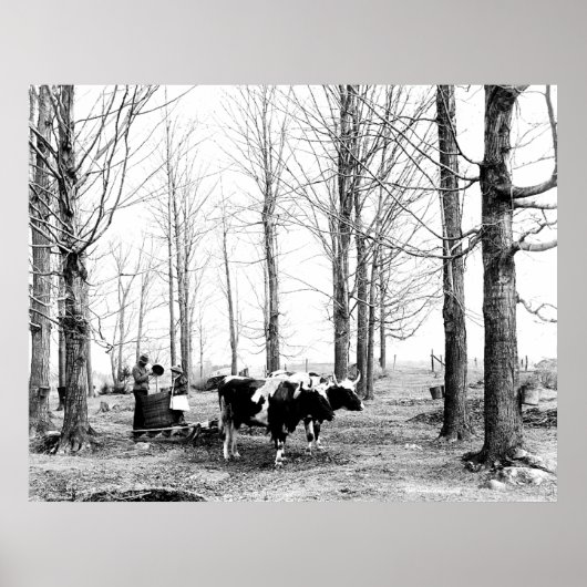 1904 Poster van het suikerkamp van Maple (Voorkant)