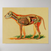 1905 Dog Canine Anatomy  Print (Voorkant)