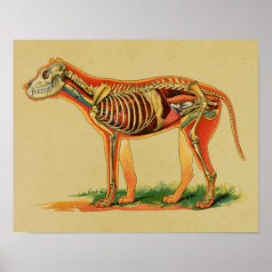 1905 Dog Canine Anatomy Print
