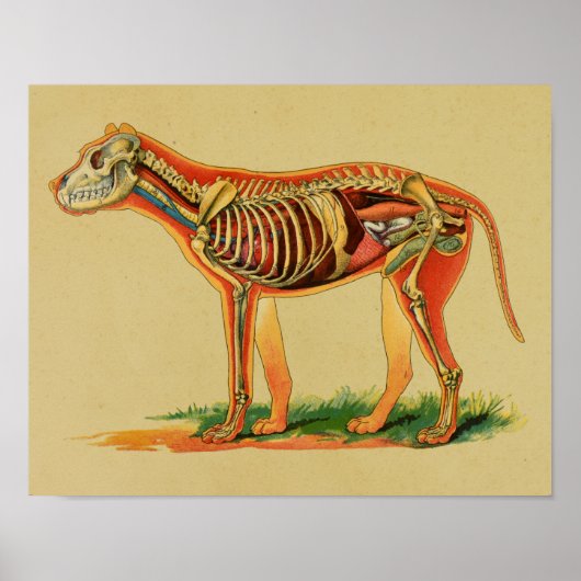 1905 Dog Canine Anatomy  Print (Voorkant)
