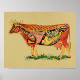 1905 Koe Anatomy  Print