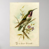 1908 Mexicaanse ster Hummingbird Vriendschap Poster (Voorkant)