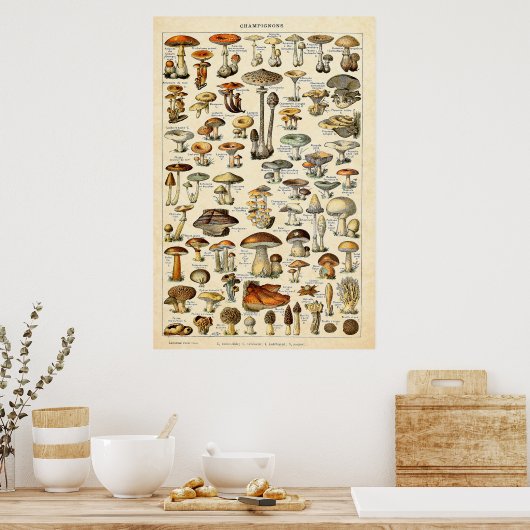  1909 Mushrooms Art door Adolphe Millot Poster (Keuken)